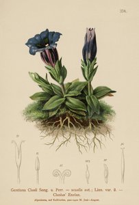 Clusius Gentiaan