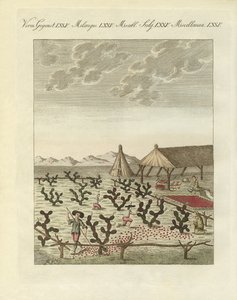 Het verzamelen van cochenilles
