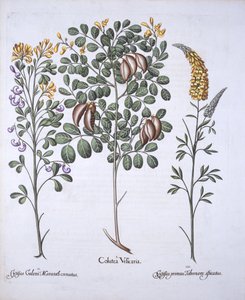 Coluteaboom en Cytisus variëteiten, uit Hortus Eystettensis, door Basil Besler, 1613