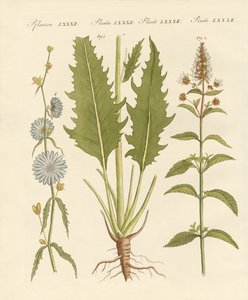 Commerciële en medische planten door German School
