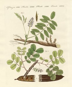 Commerciële planten