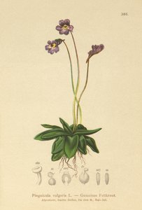Gewoon Vetblad (Pinguicula vulgaris) door German School