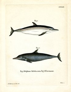 Gewone Dolfijn