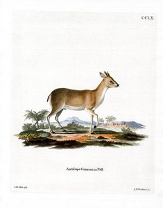 Gewone Duiker door German School
