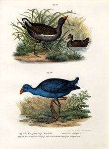 Waterhoen, 1864 door German School