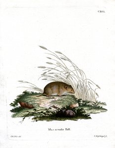 Gewone Woelmuis