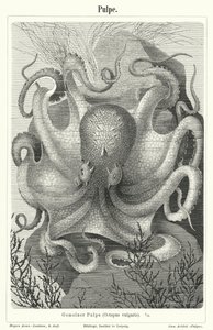Gewone octopus