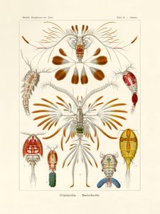 Copepoda door German School