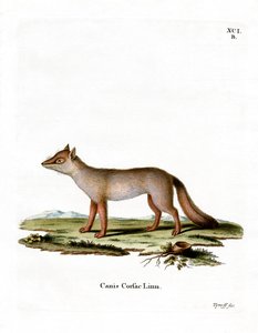 Corsac vos