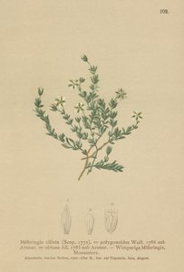 Kruipende Sandwort