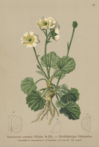 Gekartelde Boterbloem door German School