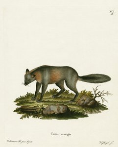 Kruisvos