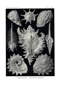 Ctenobranchia