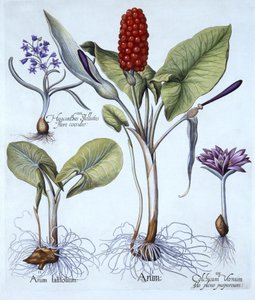 Gevlekte Aronskelk, Voorjaarskrokus, Sterhyacint, uit Hortus Eystettensis, door Basil Besler, gepubliceerd 1613