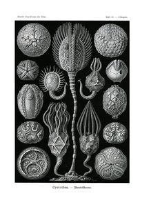 Cystoidea door German School
