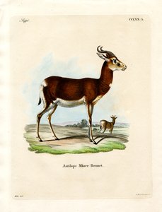 Dama Gazelle door German School