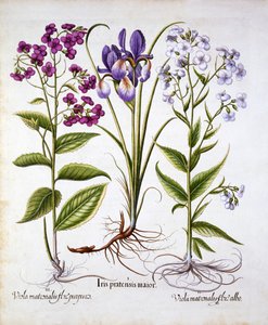 Damastviooltje en Veldiris, uit Hortus Eystettensis, door Basil Besler, 1613