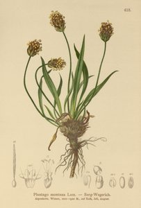Donkere Weegbree (Plantago atrata, Plantago montana) door German School