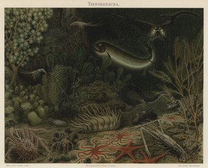 Diepzee fauna