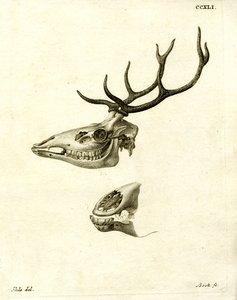 Hertengewei