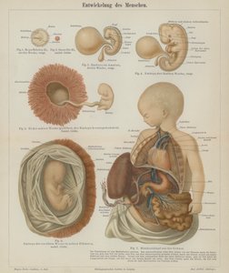 Ontwikkeling van een menselijke foetus