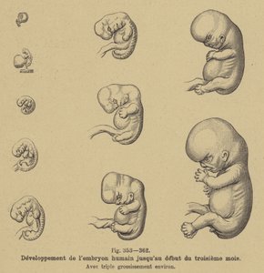 Ontwikkeling van het menselijk embryo in de eerste drie maanden van de zwangerschap