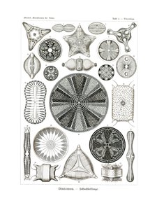 Diatomea, 1899-1904 door German School