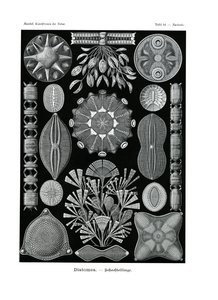 Diatomea door German School