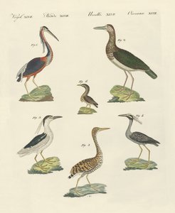 Verschillende soorten reigers