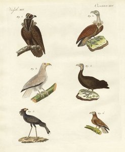 Verschillende soorten roofvogels