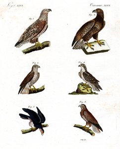 Verschillende soorten roofvogels