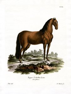 Huispaard