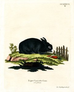 Tamme Konijn