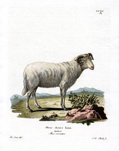 Huisschaap door German School