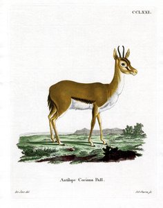 Dorcas gazelle door German School