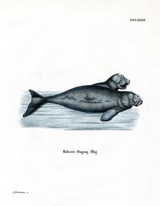 Dugong door German School