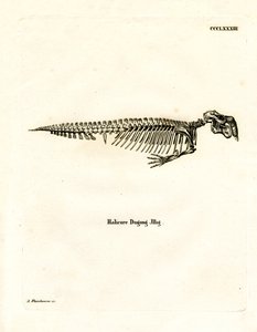 Dugong Skelet door German School