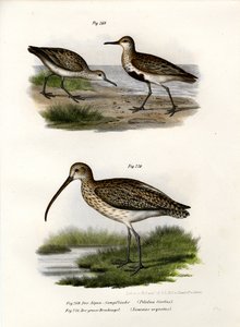 Bonte Strandloper, 1864