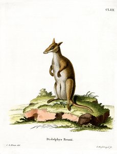 Donkere Wallaby door German School