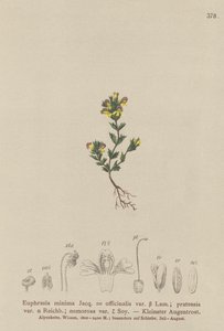 Dwerg Oogentroost (Euphrasia minima, Euphrasia officinalis, Euphrasia pratensis var. nemorosa) door German School