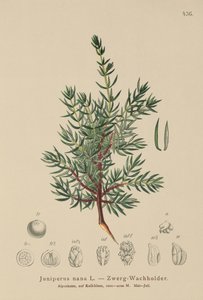 Dwerg Jeneverbes (Juniperus nana, Juniperus communis subsp. nana, Juniperus communis var. saxatilis) door German School