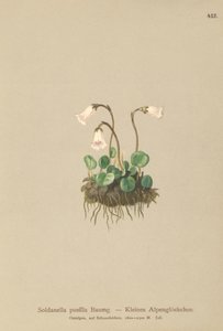 Dwerg Sneeuwklokje (Soldanella pusilla, Soldanella alpicola) door German School