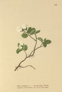 Dwergwilg (Salix herbacea) door German School