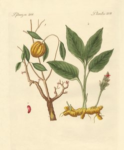 Verfplanten