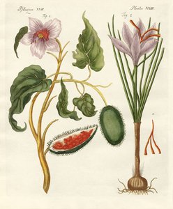 Verfplanten