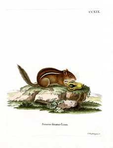 Oostelijke Amerikaanse chipmunk door German School