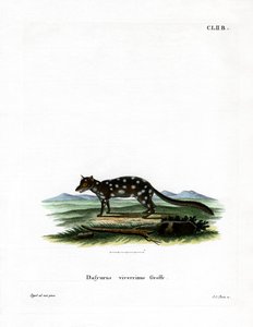 Oostelijke quoll