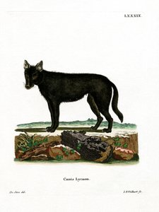 Oostelijke Houtwolf door German School