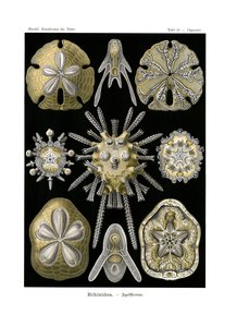 Echinidea, 1899-1904 door German School