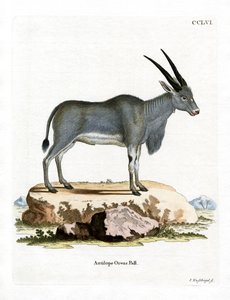 Eland antilope door German School